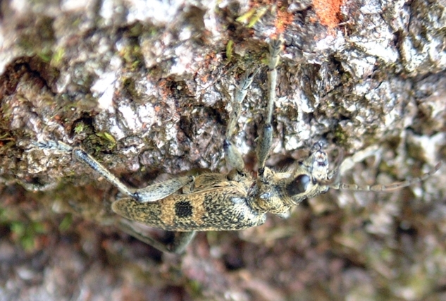 Rhagium mordax (Cerambycidae)